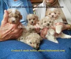 Affectionate and Amazing Maltipoo Puppies Ready Now