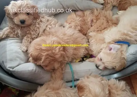 Affectionate and Amazing Maltipoo Puppies Ready Now - 2/2