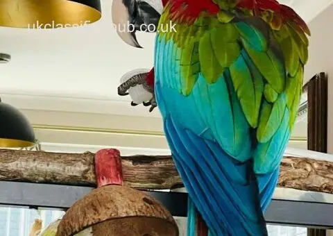 Beautiful male Macaw Parrot for rehoming - 1/3