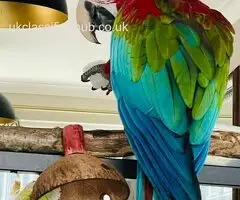 Beautiful male Macaw Parrot for rehoming