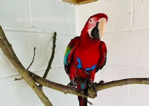 Beautiful male Macaw Parrot for rehoming - 2/3