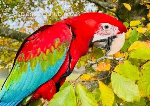 Beautiful male Macaw Parrot for rehoming - 3/3