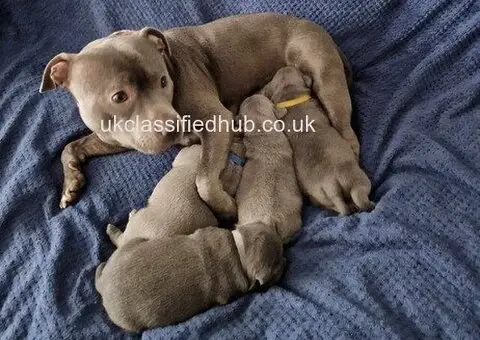 Stunning chunky blue Staffordshire bull terrier puppies- champion blood line