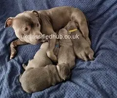 Stunning chunky blue Staffordshire bull terrier puppies- champion blood line