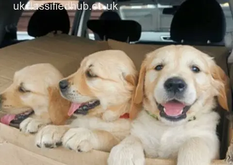 Adorable Golden Retriever Puppies for Sale