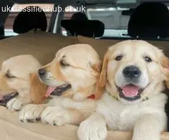 Adorable Golden Retriever Puppies for Sale