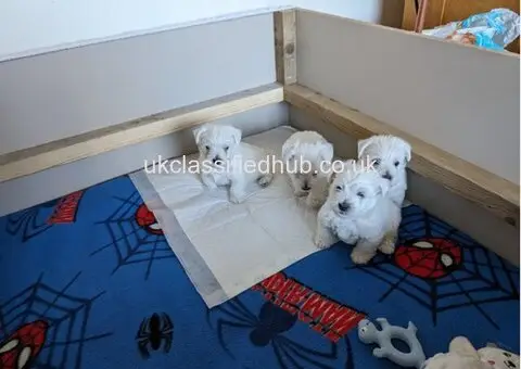 West Highland Terrier puppies. Ready to leave
