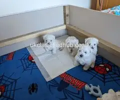 West Highland Terrier puppies. Ready to leave