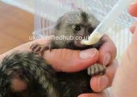 Finger Marmoset Monkeys for Adoption