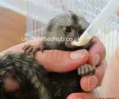 Finger Marmoset Monkeys for Adoption