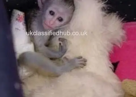 Capuchin Monkeys for Sale