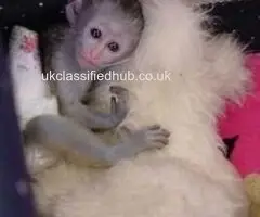 Capuchin Monkeys for Sale