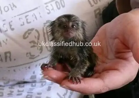 Marmoset Monkey for Sale