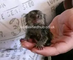 Marmoset Monkey for Sale