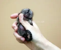 Marmoset Monkeys Male and Female for Sale