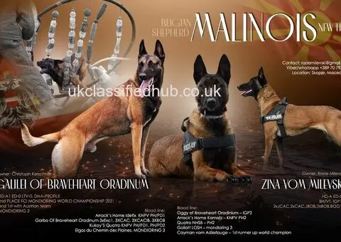 Puppies belgian malinois, working line