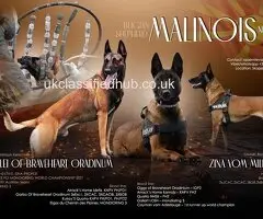 Puppies belgian malinois, working line