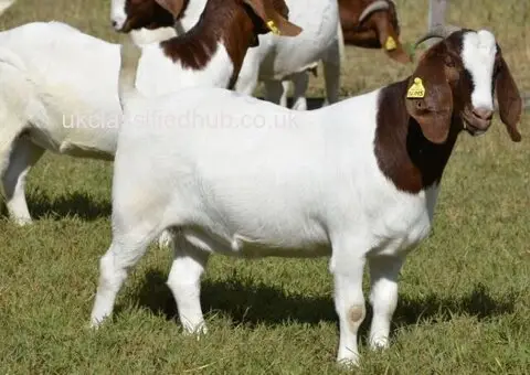 100% Pure Breed Boer goat for sale...