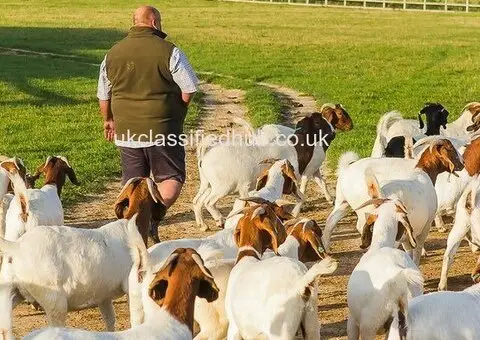 100% Pure Breed Boer goat for sale... - 2/2