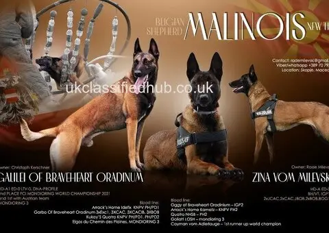 Puppies belgian malinois, working line