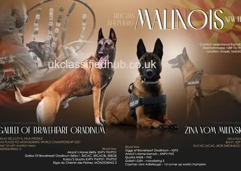 Puppies belgian malinois, working line