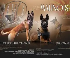 Puppies belgian malinois, working line
