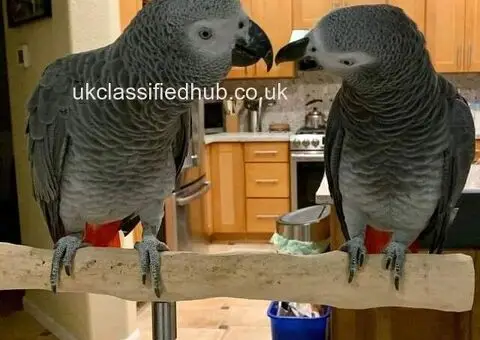 Friendly African Grey Parrots For Sale - 1/3