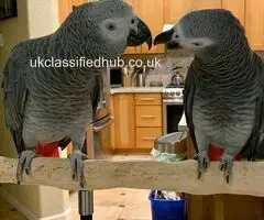 Friendly African Grey Parrots For Sale