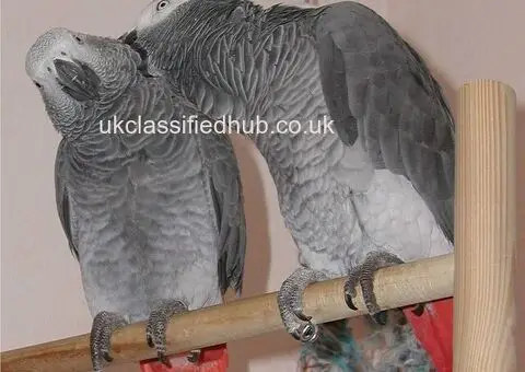 Friendly African Grey Parrots For Sale - 2/3