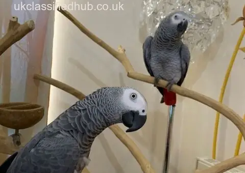 Friendly African Grey Parrots For Sale - 3/3