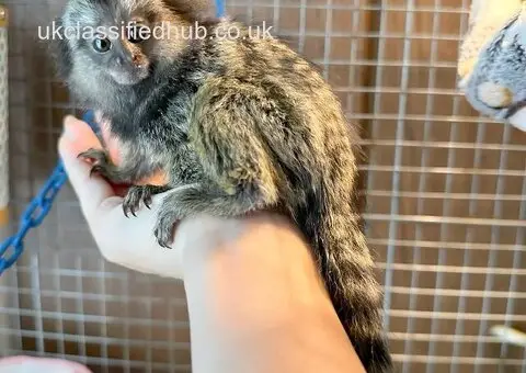 Paired Marmoset Monkeys With Walk-In Cage