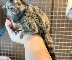 Paired Marmoset Monkeys With Walk-In Cage
