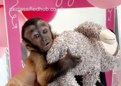 Capuchin Monkeys available for rehoming