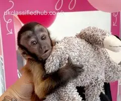 Capuchin Monkeys available for rehoming