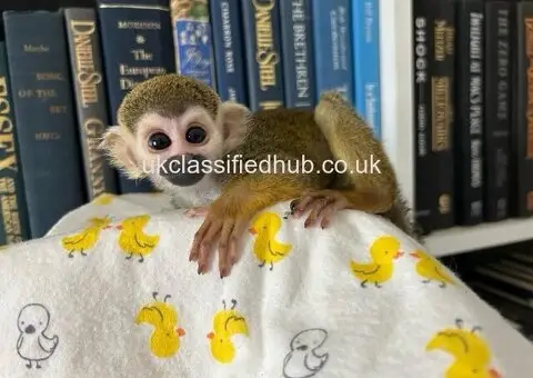 Baby Squirrel Monkeys Available