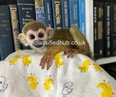 Baby Squirrel Monkeys Available