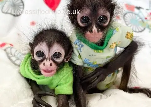 Available Spider Monkeys