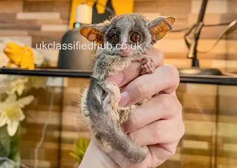 Galagos Bushbaby Pet For Sale