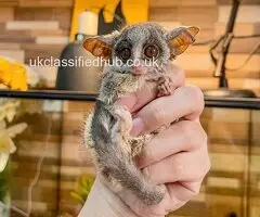 Galagos Bushbaby Pet For Sale